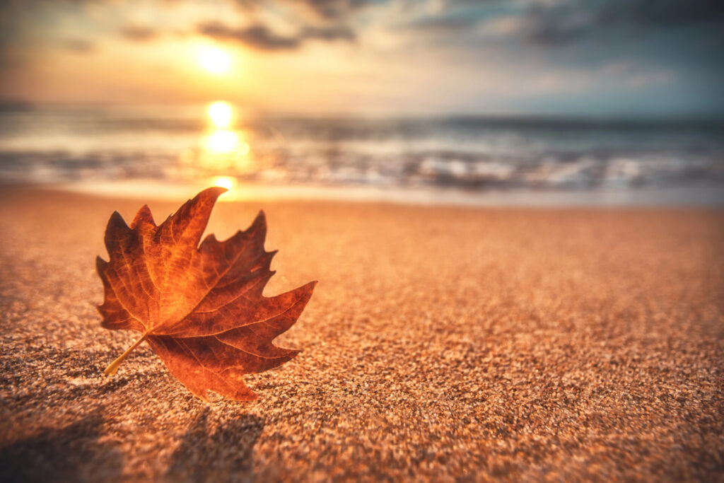 orange autumn leaf in the sand at the beach